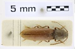 Foto (Dorsalansicht) von Athous (Orthathous) cervicolor (Heyden, 1880) (NHMW-ZOO-COL-0008452)